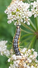 Depressaria daucella