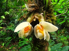 Stanhopea ecornuta