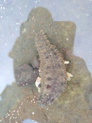 Holothuria impatiens