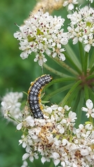 Depressaria daucella