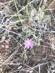 Stephanomeria thurberi