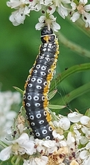 Depressaria daucella