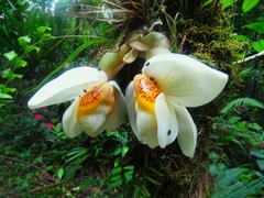 Stanhopea ecornuta