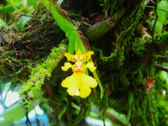 Erycina pusilla