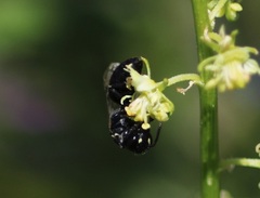 Hylaeus signatus