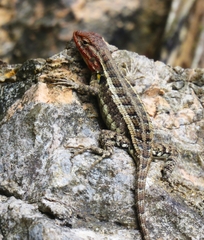 Sceloporus variabilis