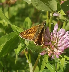 Ochlodes sylvanus