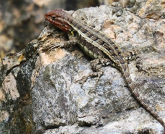 Sceloporus variabilis