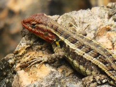 Sceloporus variabilis