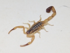 Uroplectes xanthogrammus