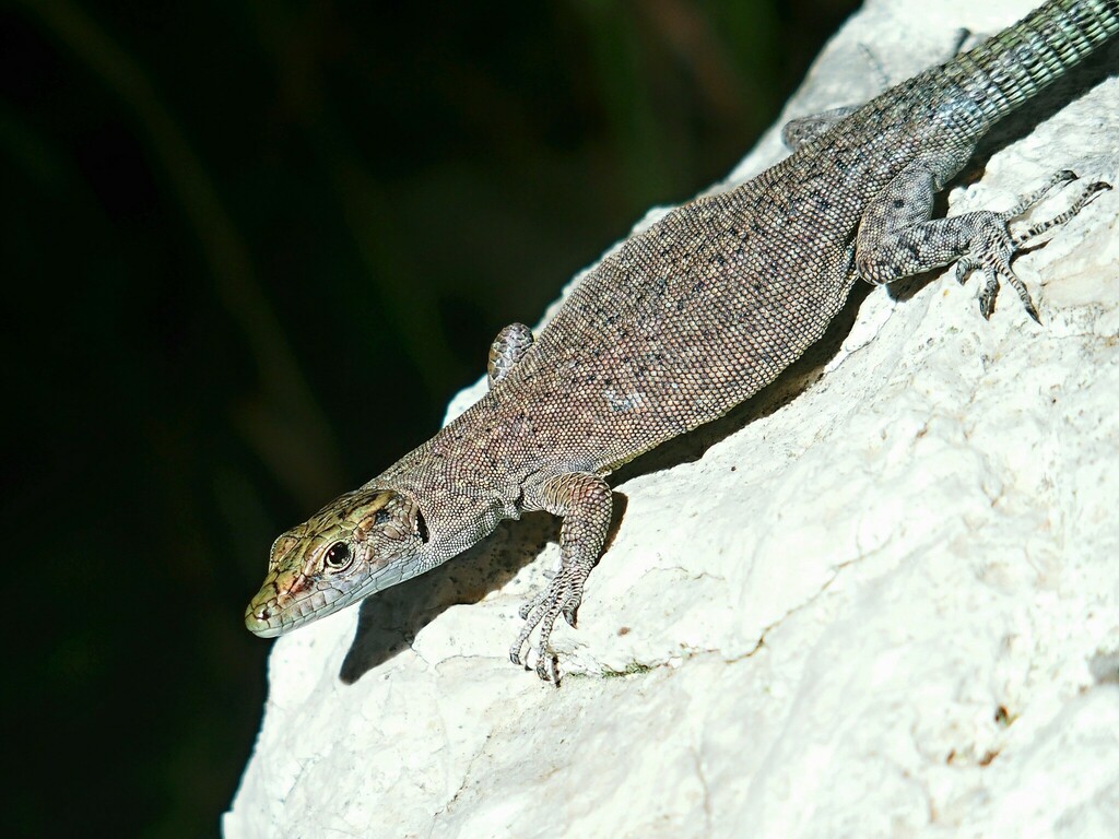 Dalmatolacerta