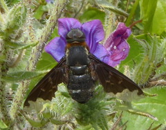 Hemipenthes velutina