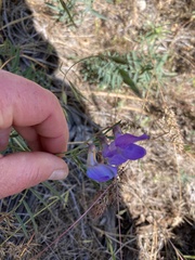 Lathyrus pauciflorus