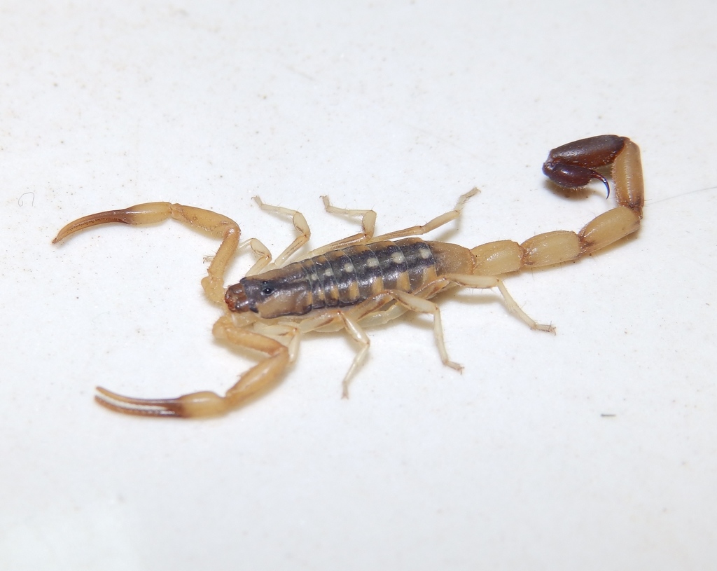 Yellow-striped Lesser-Thicktail Scorpion