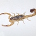 Yellow-striped Lesser-Thicktail Scorpion - Photo (c) Clare Mateke, some rights reserved (CC BY-NC), uploaded by Clare Mateke