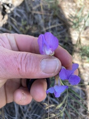 Lathyrus pauciflorus