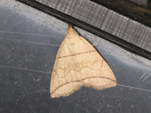 Small Fan-foot, photo 3 of 10