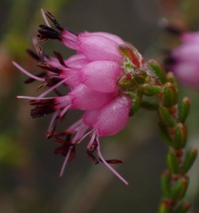 Erica viscosissima