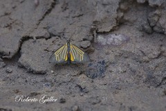 Dioptinae