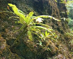 Biophytum dendroides
