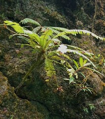 Biophytum dendroides