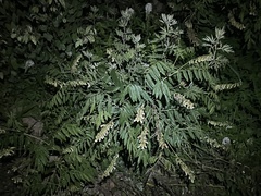 Sophora flavescens
