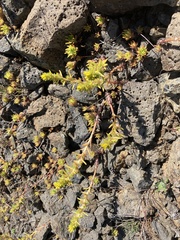 Sedum stenopetalum