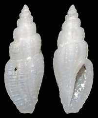 Eucithara