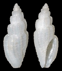 Eucithara