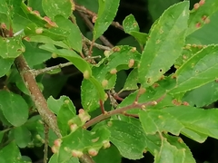 Eriophyes similis