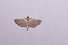 Salbia flabellalis