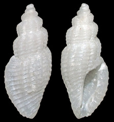 Agathotoma