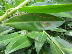 Insecta