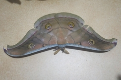 Antheraea paphia
