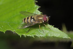 Syrphus