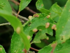 Eriophyes similis