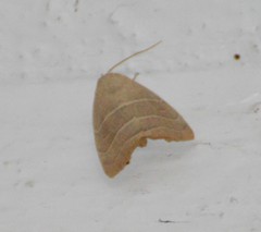 Bagisara rectifascia