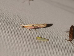 Ypsolopha falcella