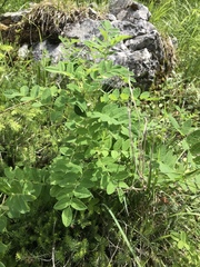 Astragalus frigidus