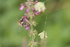 Bombus pascuorum