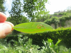 Insecta