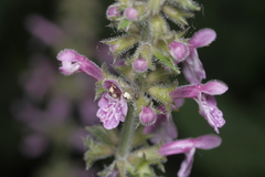 Stachys sylvatica