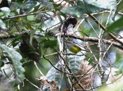 Phyllergates cucullatus