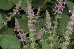 Stachys sylvatica