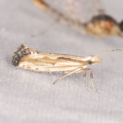 Plutella porrectella