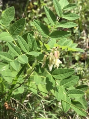 Astragalus frigidus