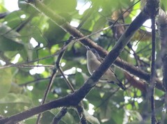 Pteruthius aeralatus