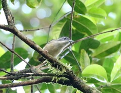 Pteruthius aeralatus