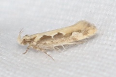 Ornativalva erubescens