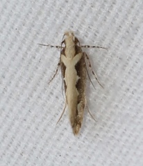 Ornativalva erubescens